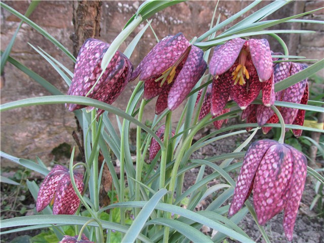 kockavica